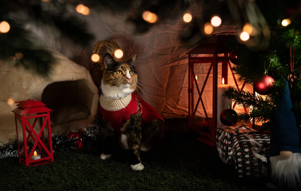 Jul porträtt av katt